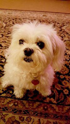 My Best Friend Veterinary Center