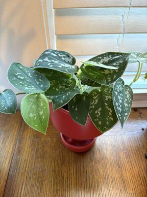 Satin pothos in a gorgeous, high-quality pot.