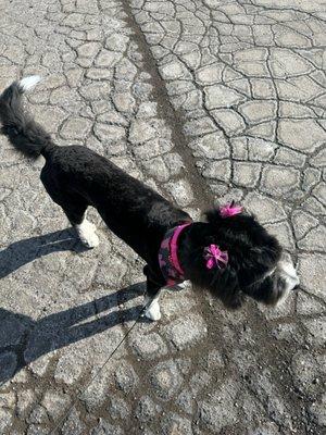 Our pup after her visit. After telling them 3 times not to cut her fur shorter.