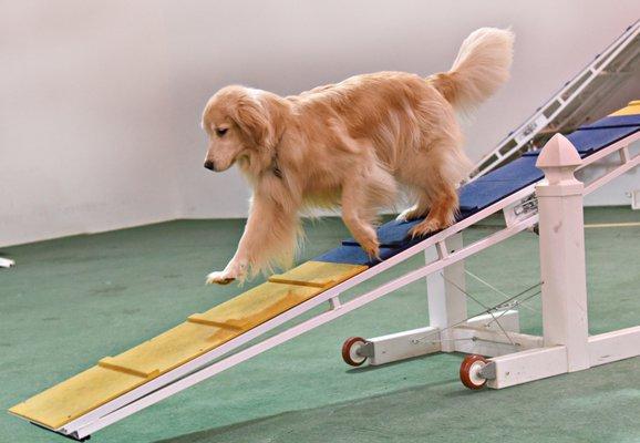 Agility is so much fun!