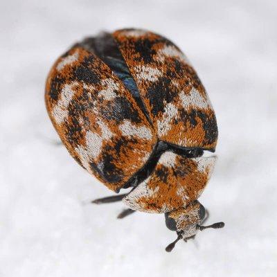 Preventative Pest Control