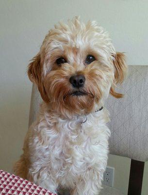 Beach & Bay Pet Sitters