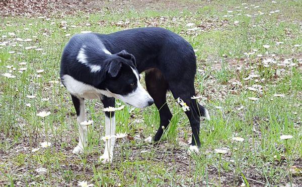 Our training system offers dogs the gifts of off-leash freedom - freedom to explore, run, taste, and experience their environments fully.