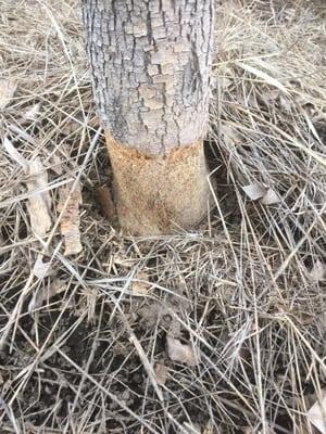 Jackson Hole Property Services