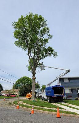 All Season Tree Service