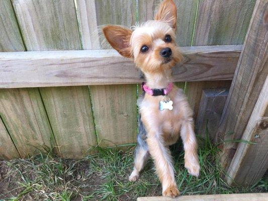 Ogeechee Veterinary Associates