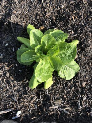 Palm Center Farmers Market