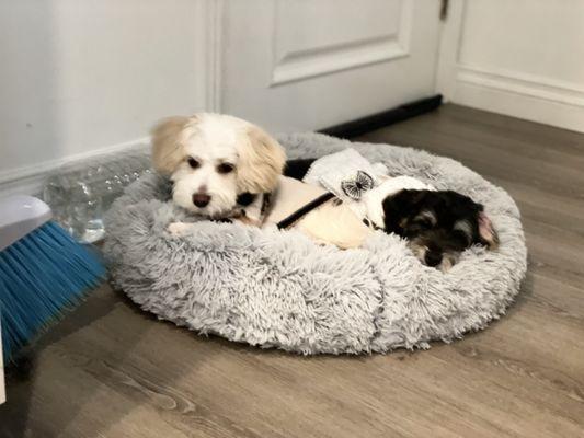 Pups freshly groomed