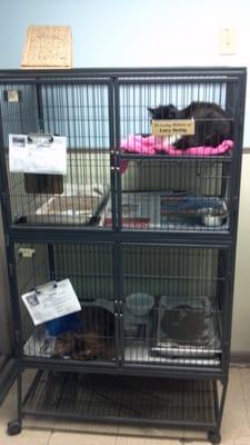 Humane Society of Charles County