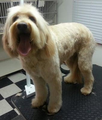 Thanks Dennis for the awesome haircut!! Woof!!