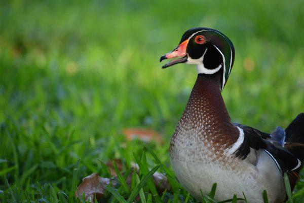 A gorgeous wood duck. He looks like he has his hair slicked back.