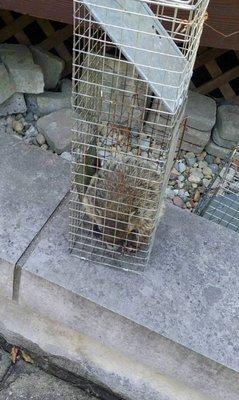 Paterson Wildlife Removal