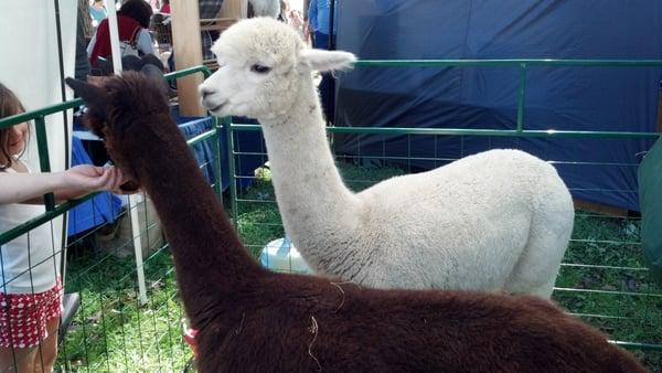 Alpacas