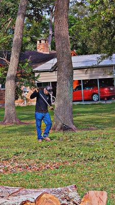 Galvan Tree Services