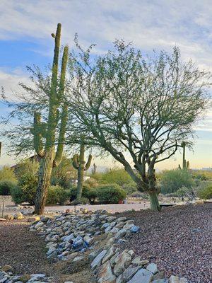 AZ Desert Tree Care