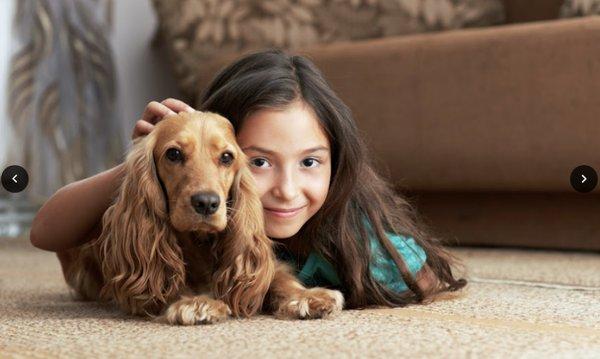 Pet Odor Removal Service