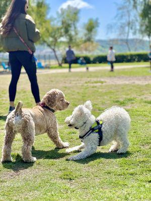 Dogs playing at La Paws dog park in Orange County, California