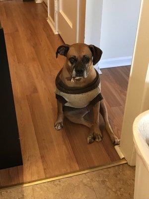 My dog after Lana did her eye medicine