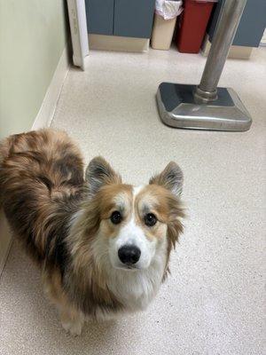 Hawthorne Animal Health Care