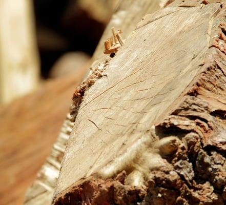 All Seasons Firewoods