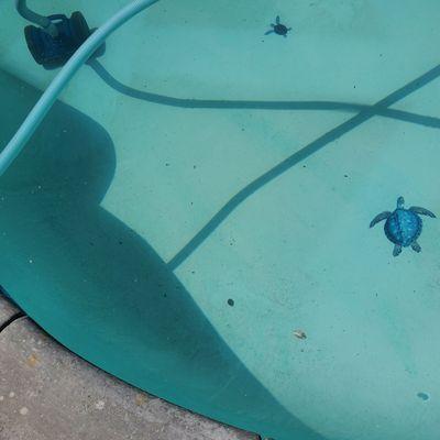 Dolphin Pool & Spa Center