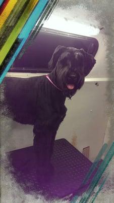 From Wags to Riches Mobile Grooming
