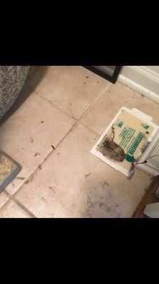 South Side Stories Property Management