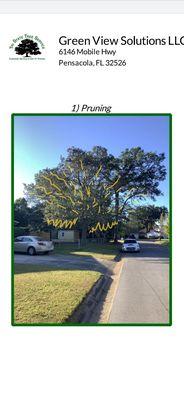 Tri State Tree Service