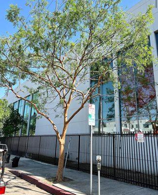 Reveles Landscaping & Tree Service