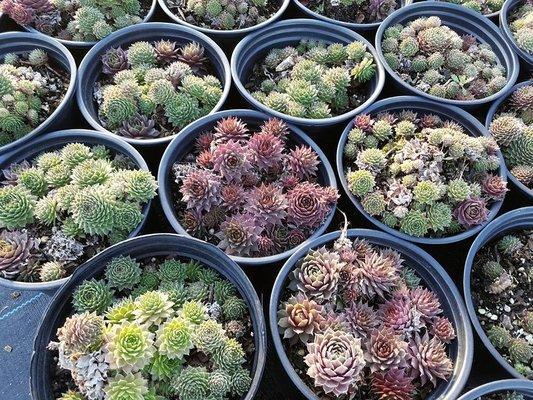 Reimold Horticultural Auction and Marketing, Inc.