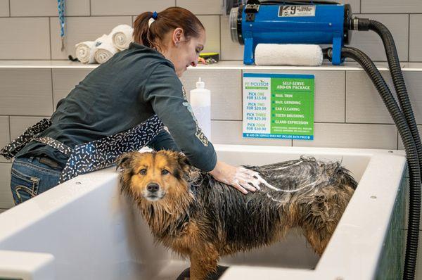 Pet Evolution - Cypress