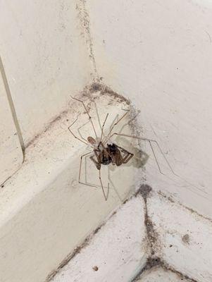 Pilot's Seaside Cottage