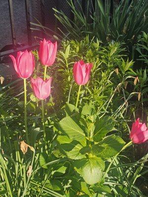 Hell's Kitchen Park & Playground
