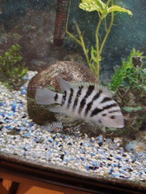 Aquarium Rescue And Re-Homing Nonprofit