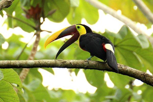 Costa Rican Wildlife