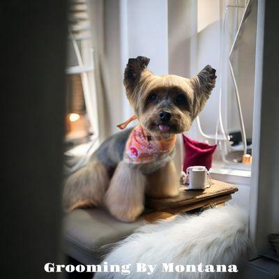 Dogs N Suds Boarding Kennel