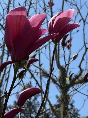The Polly Hill Arboretum