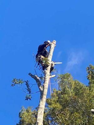 J & D Hauling & Tree Services