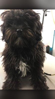 Dog Sharp Mobile Grooming Studio