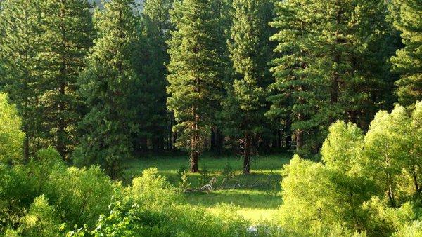 Healthy Trees for you to breath