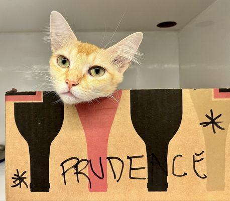Prudence is a 3 year old kitty looking for a home.