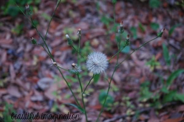 Beautiful Imagination Photography