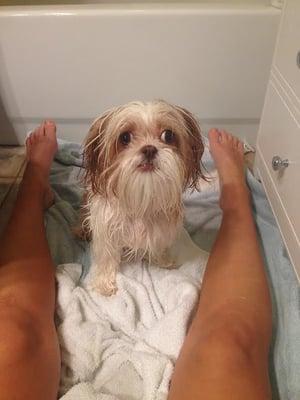 Precious Pet Sitting