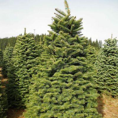 Mikey's Christmas Trees