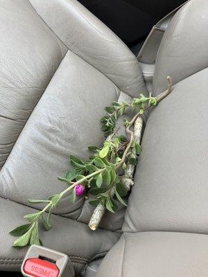 The Jungle Nutrition