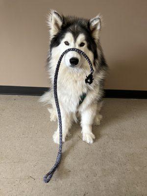 Sirius showing off Tubby Tactical's Big Dawg Leash