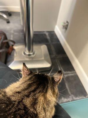 Coast Veterinary Services