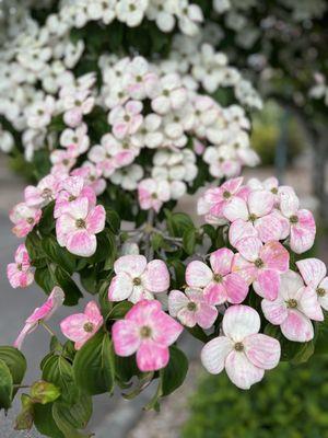 Beautiful flowers blooming!