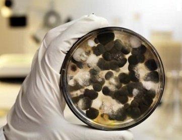 In SE Texas mold is a year round issue.