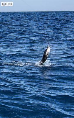 Jonny Kono's Offshore Sportfishing